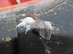 Tolype velleda