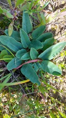 Euphorbia tuberosa