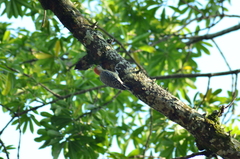 Melanerpes rubricapillus