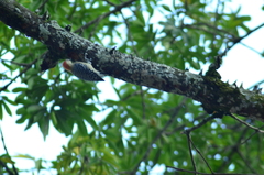 Melanerpes rubricapillus