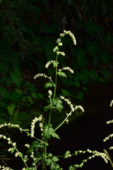 Artemisia lactiflora