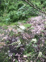 Melaleuca ericifolia