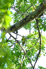 Brotogeris jugularis