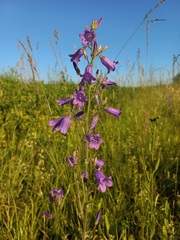 Campanula sibirica