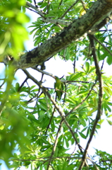 Brotogeris jugularis