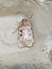 Xestia normanianus