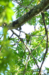 Brotogeris jugularis