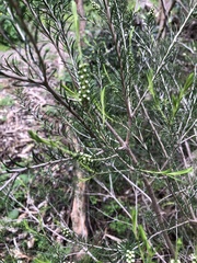 Melaleuca ericifolia