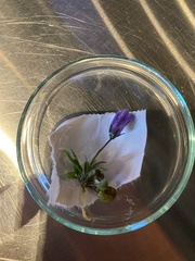 Campanula rotundifolia
