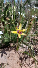 Pauridia canaliculata