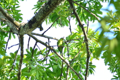 Brotogeris jugularis