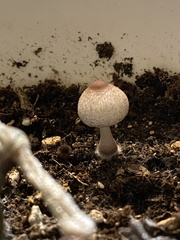 Leucoagaricus americanus