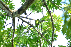 Brotogeris jugularis