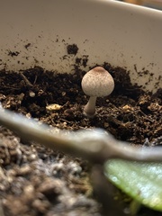 Leucoagaricus americanus