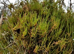 Allocasuarina fraseriana