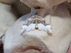 Euphyia intermediata