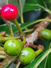 Lindera erythrocarpa
