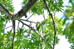 Brotogeris jugularis