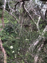 Melaleuca ericifolia
