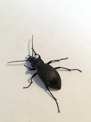 Carabus hortensis