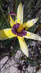 Pauridia canaliculata