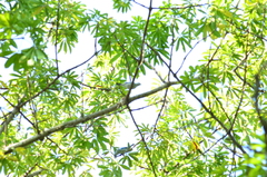 Brotogeris jugularis