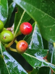Lindera erythrocarpa