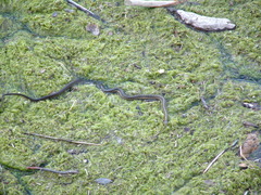 Thamnophis elegans