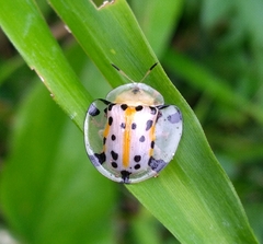 Aspidimorpha miliaris