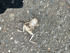 Polypedates megacephalus