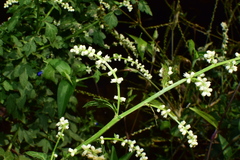 Artemisia lactiflora