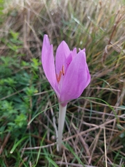 Colchicum