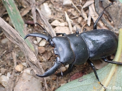 Serrognathus titanus platymelus
