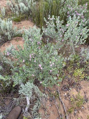 Podalyria myrtillifolia