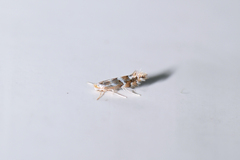 Phyllonorycter cavella