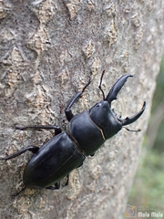 Serrognathus titanus platymelus