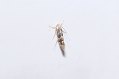 Phyllonorycter cavella
