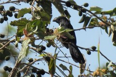 Crotophaga sulcirostris