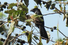 Crotophaga sulcirostris