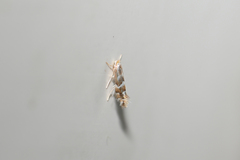 Phyllonorycter cavella