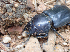 Serrognathus titanus platymelus