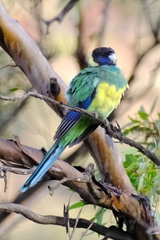 Barnardius zonarius