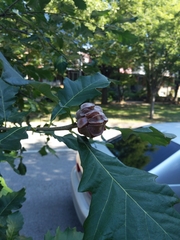 Andricus quercusstrobilanus