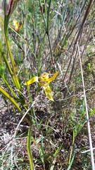 Pauridia canaliculata