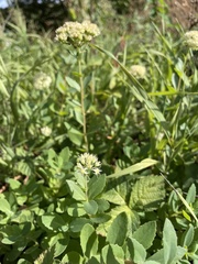 Hylotelephium maximum