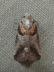 Cacozelia basiochrealis