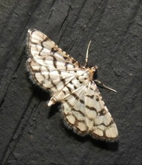 Hileithia aplicalis