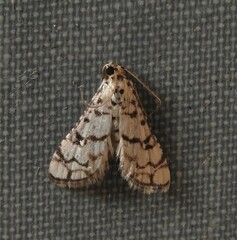 Hileithia aplicalis