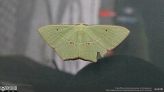 Tanaoctenia haliaria