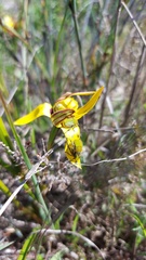 Pauridia canaliculata